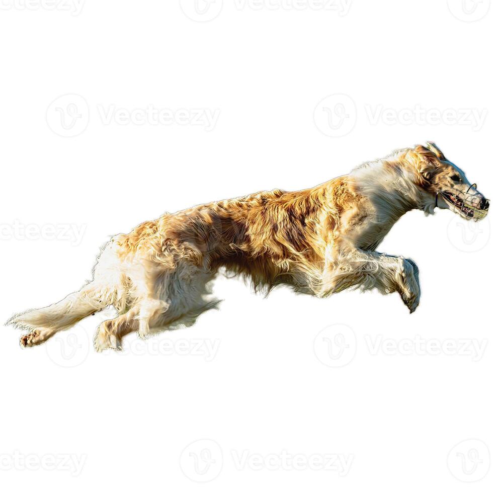 Dog running straight on camera isolated on white background at full speed on competition photo