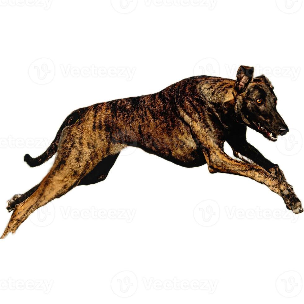 Dog running straight on camera isolated on white background at full speed on competition photo