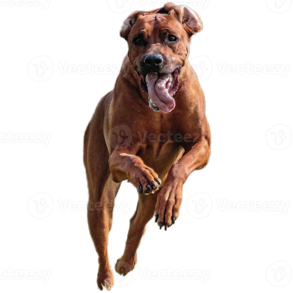 Dog running straight on camera isolated on white background at full speed on competition photo