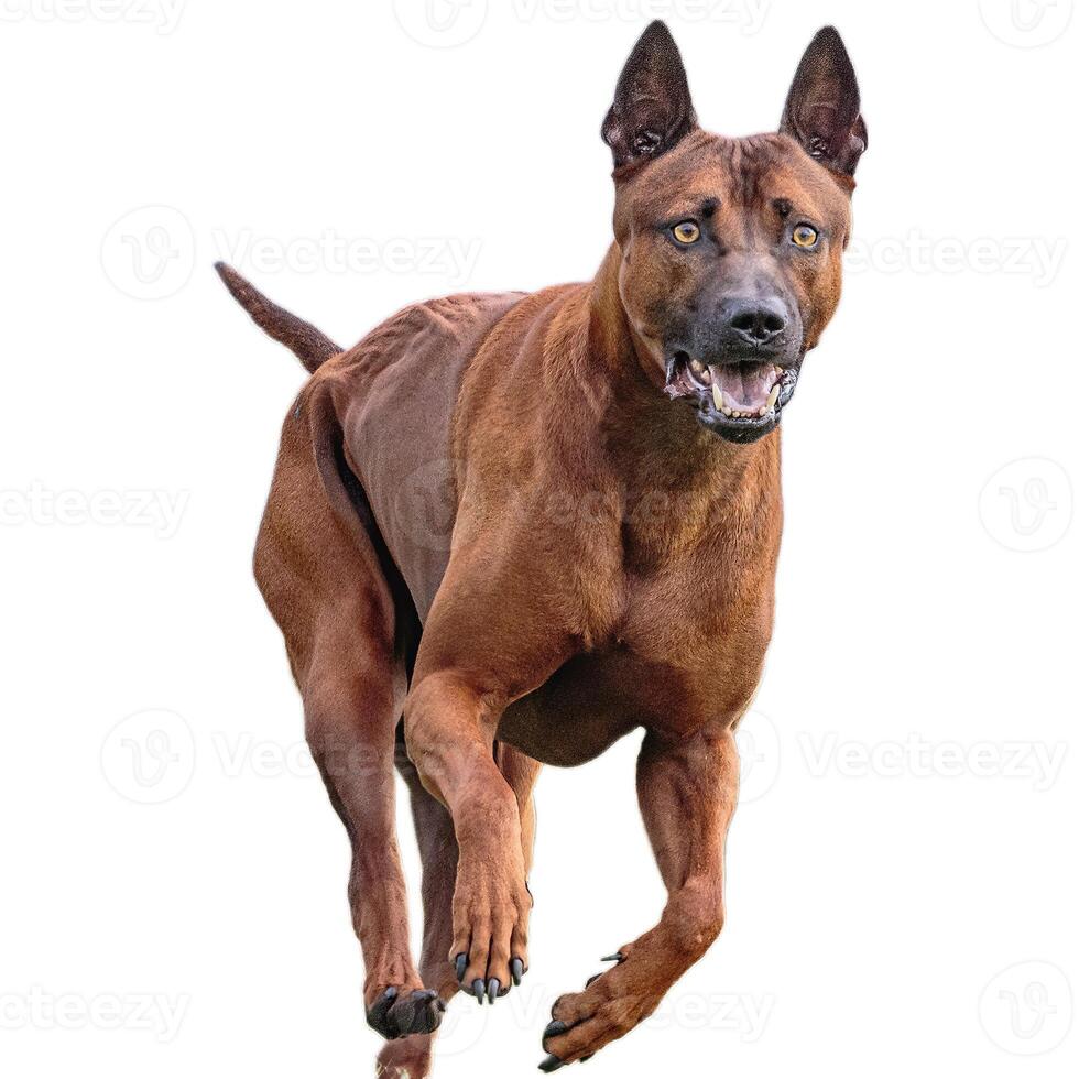 Dog running straight on camera isolated on white background at full speed on competition photo
