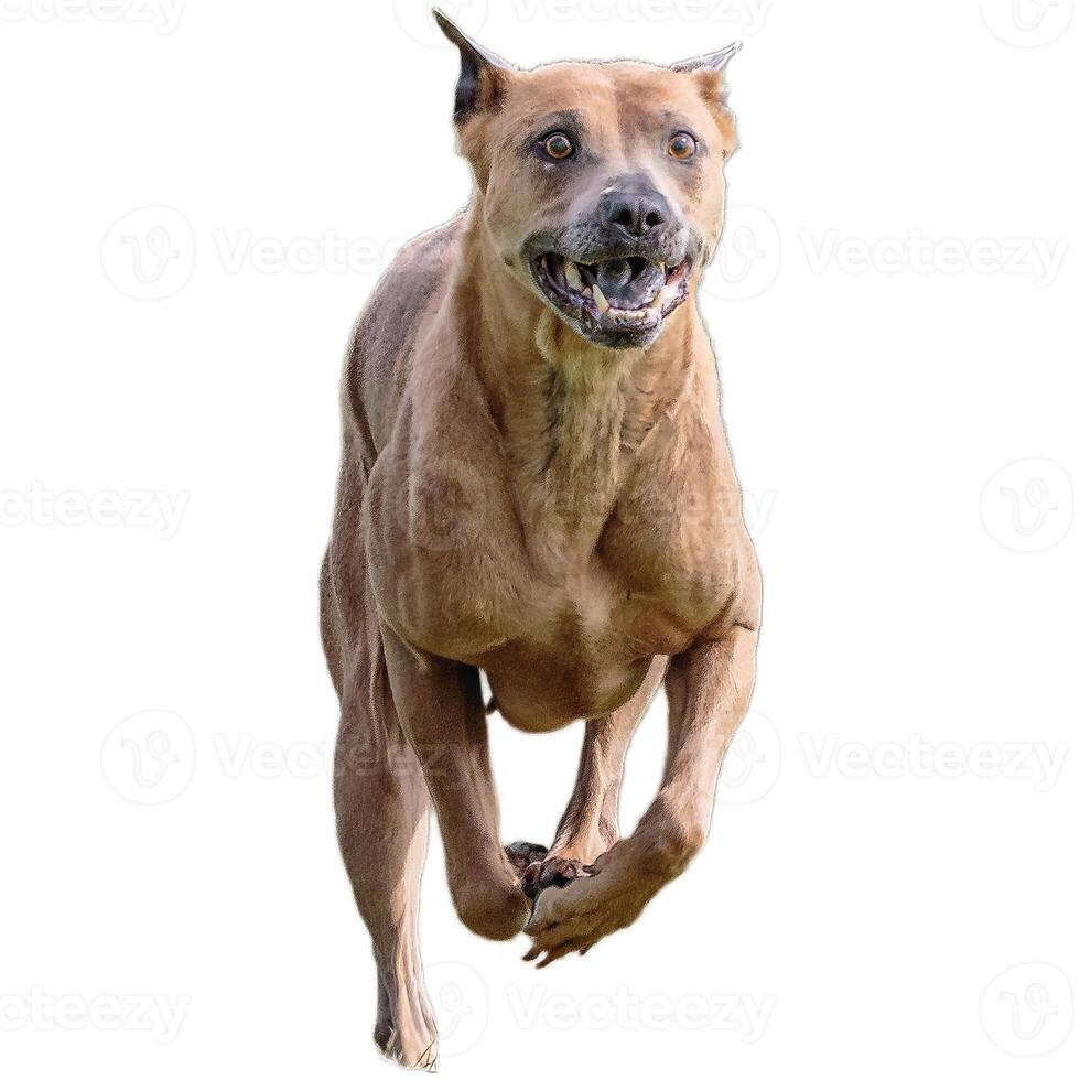 Dog running straight on camera isolated on white background at full speed on competition photo