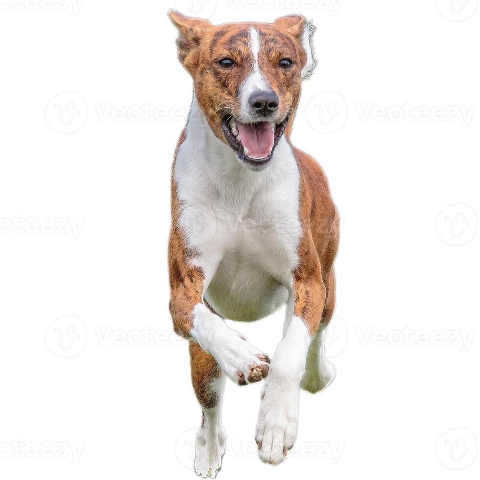 Dog running straight on camera isolated on white background at full speed on competition photo
