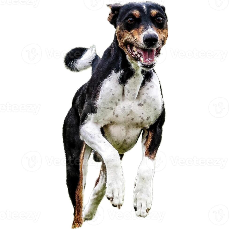 Dog running straight on camera isolated on white background at full speed on competition photo