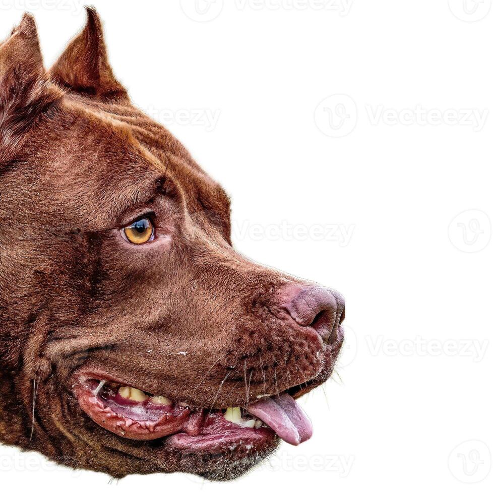 Dog running straight on camera isolated on white background at full speed on competition photo