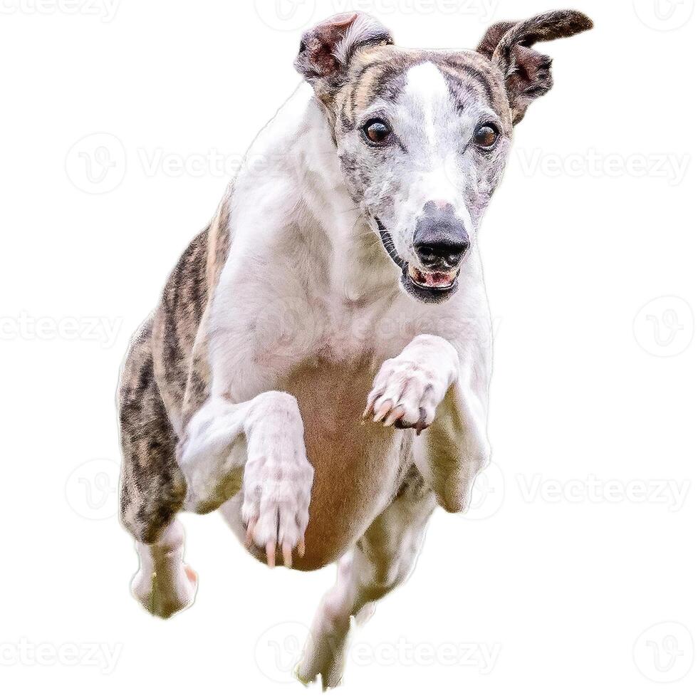 Dog running straight on camera isolated on white background at full speed on competition photo