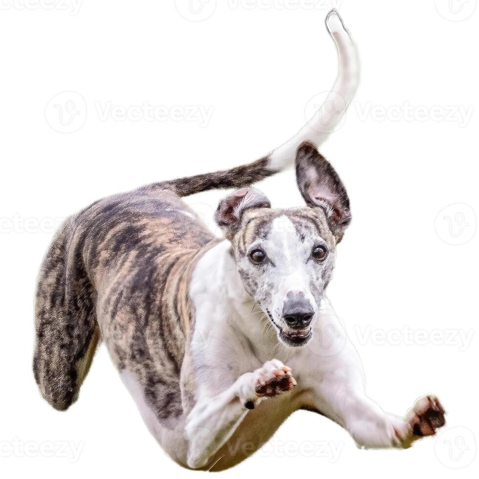Dog running straight on camera isolated on white background at full speed on competition photo
