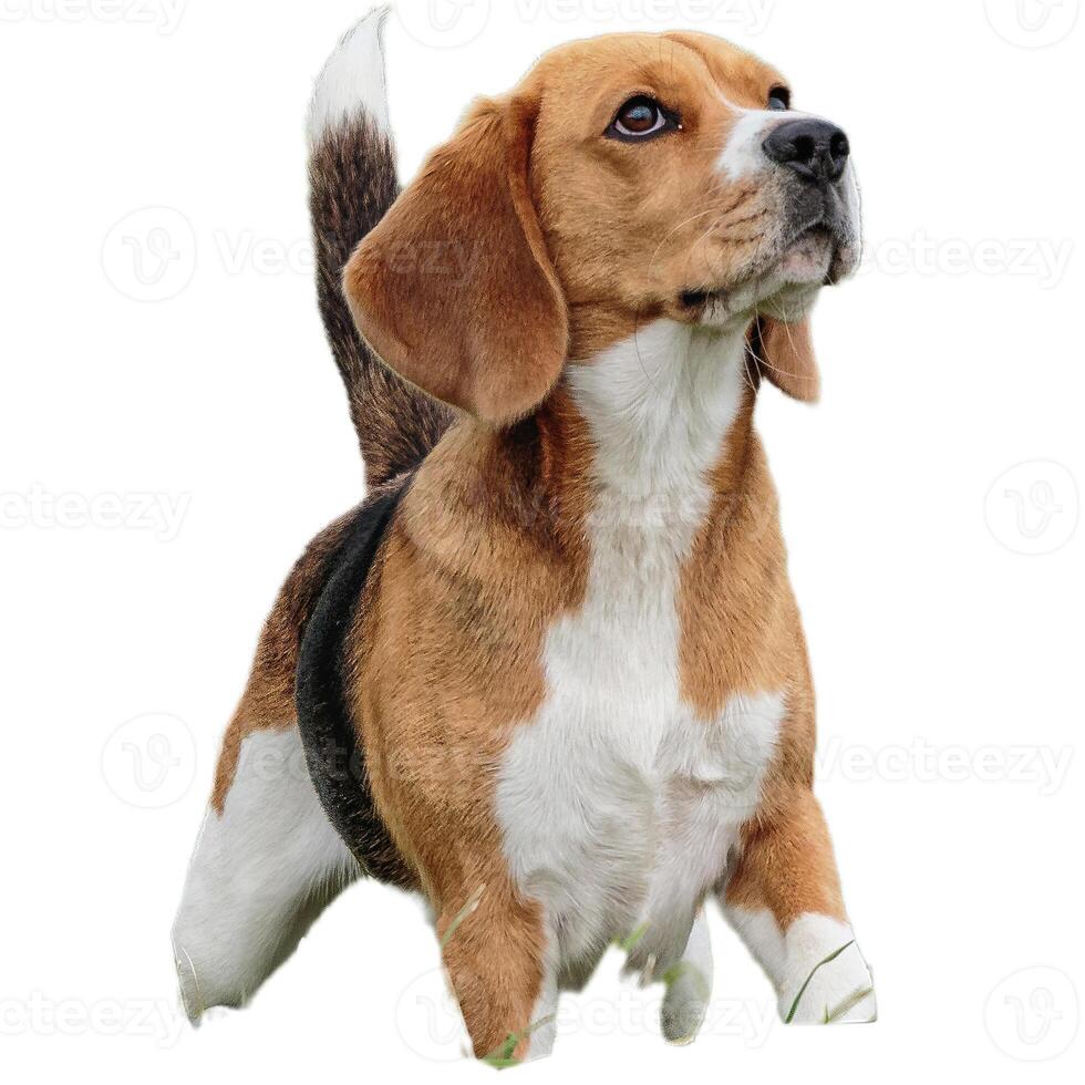 Dog running straight on camera isolated on white background at full speed on competition photo