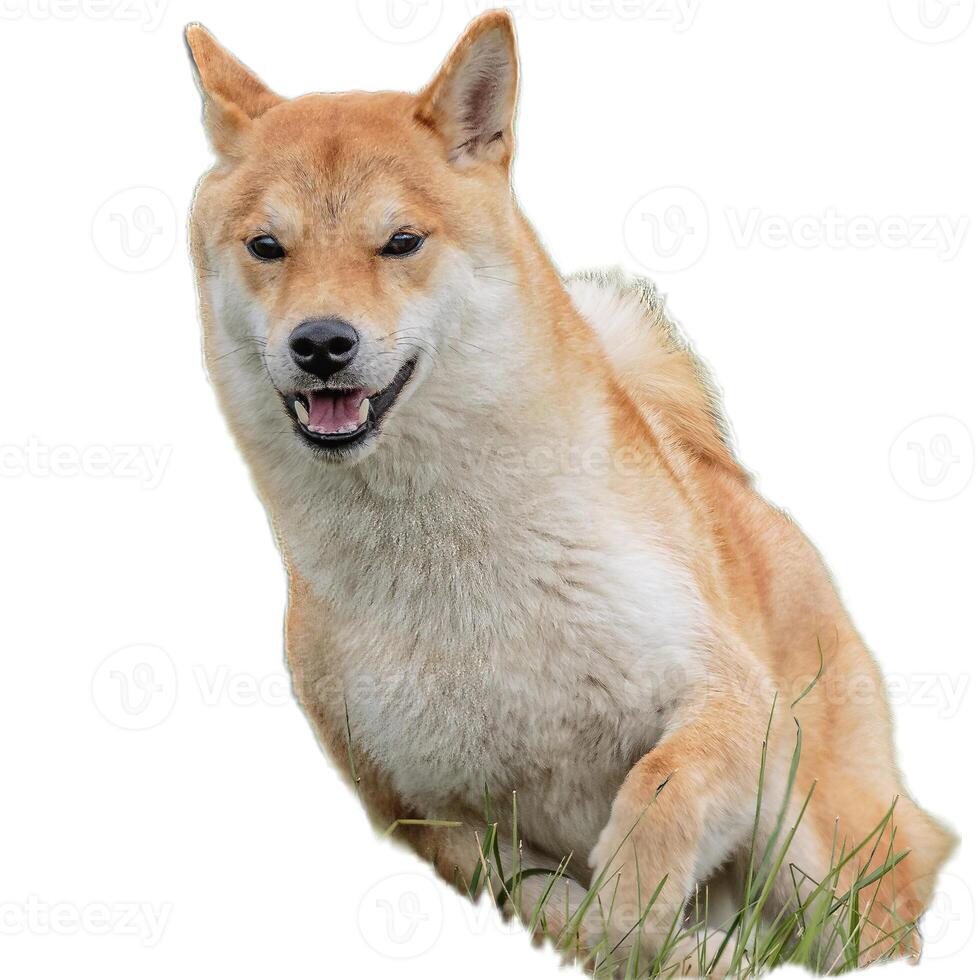 Dog running straight on camera isolated on white background at full speed on competition photo