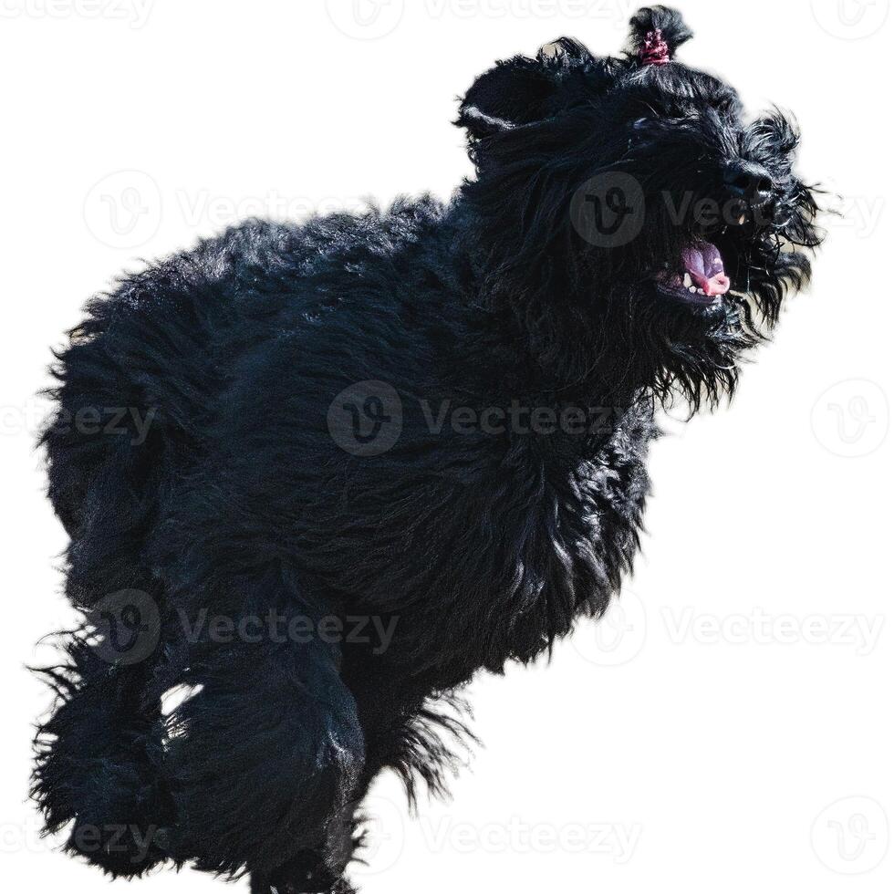 Dog running straight on camera isolated on white background at full speed on competition photo