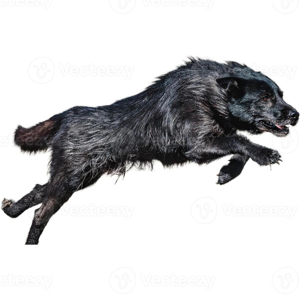 Dog running straight on camera isolated on white background at full speed on competition photo