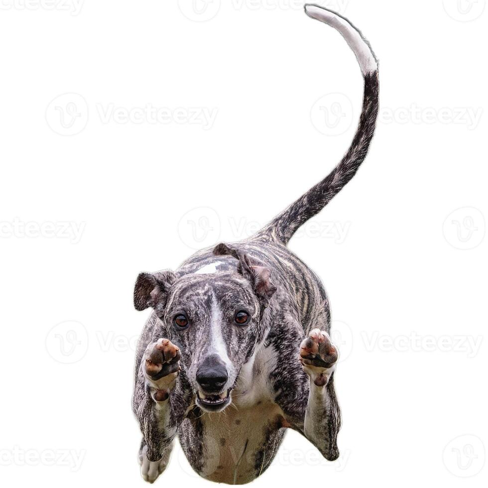 Dog running straight on camera isolated on white background at full speed on competition photo