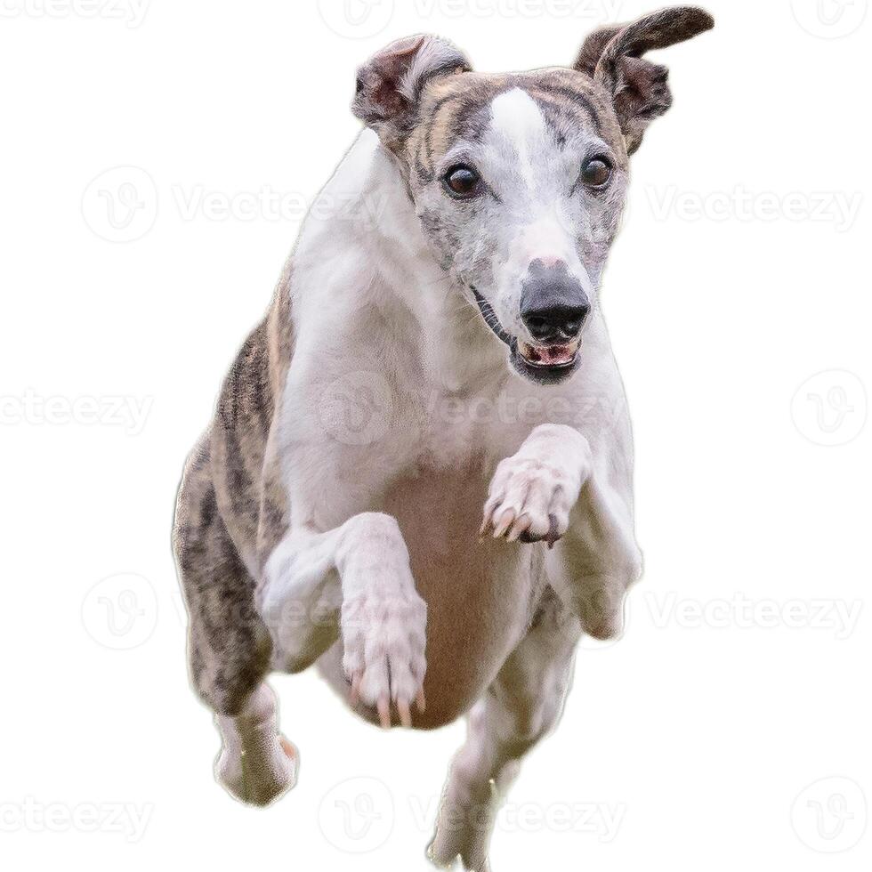 Dog running straight on camera isolated on white background at full speed on competition photo