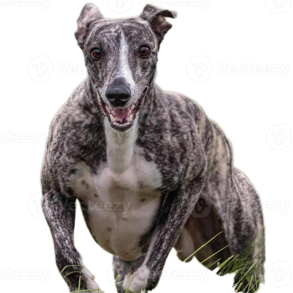 Dog running straight on camera isolated on white background at full speed on competition photo