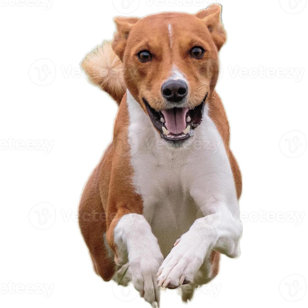 Dog running straight on camera isolated on white background at full speed on competition photo