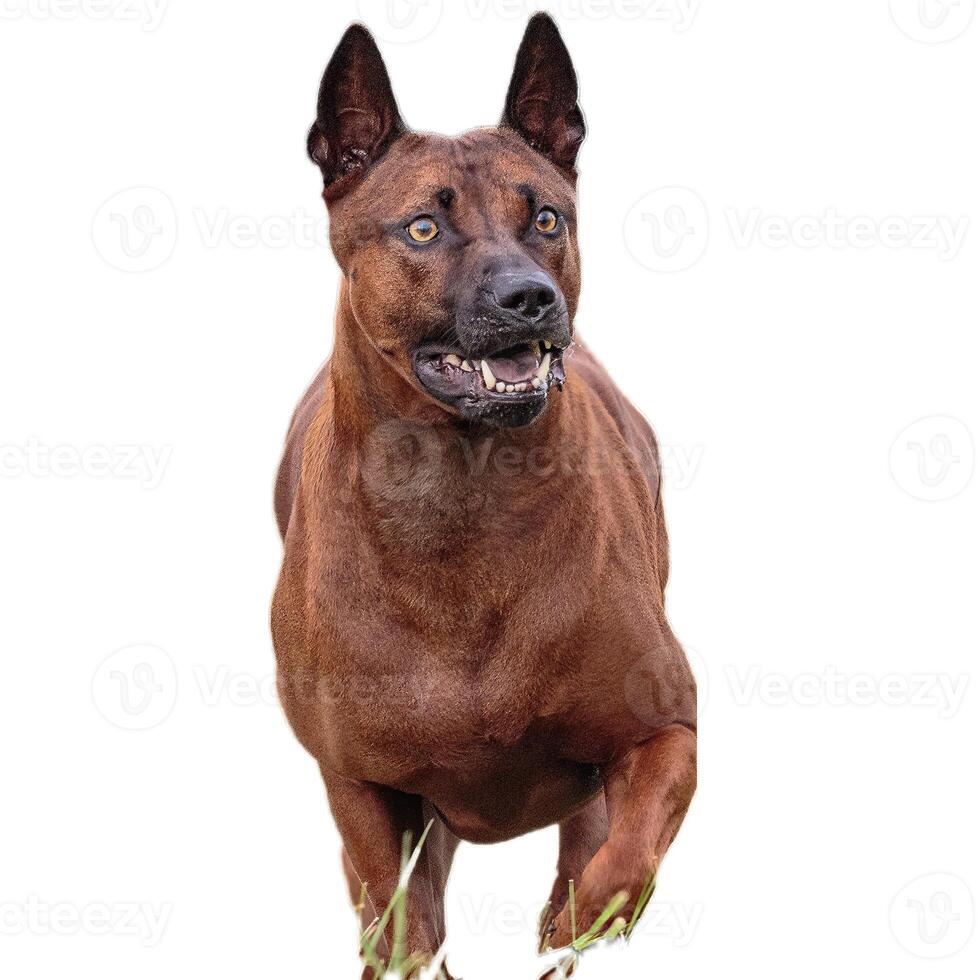 Dog running straight on camera isolated on white background at full speed on competition photo