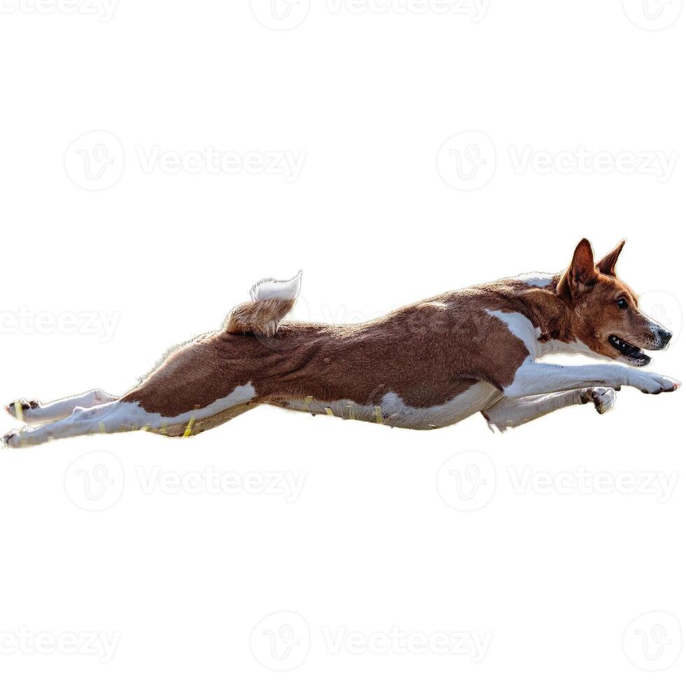 Dog running straight on camera isolated on white background at full speed on competition photo