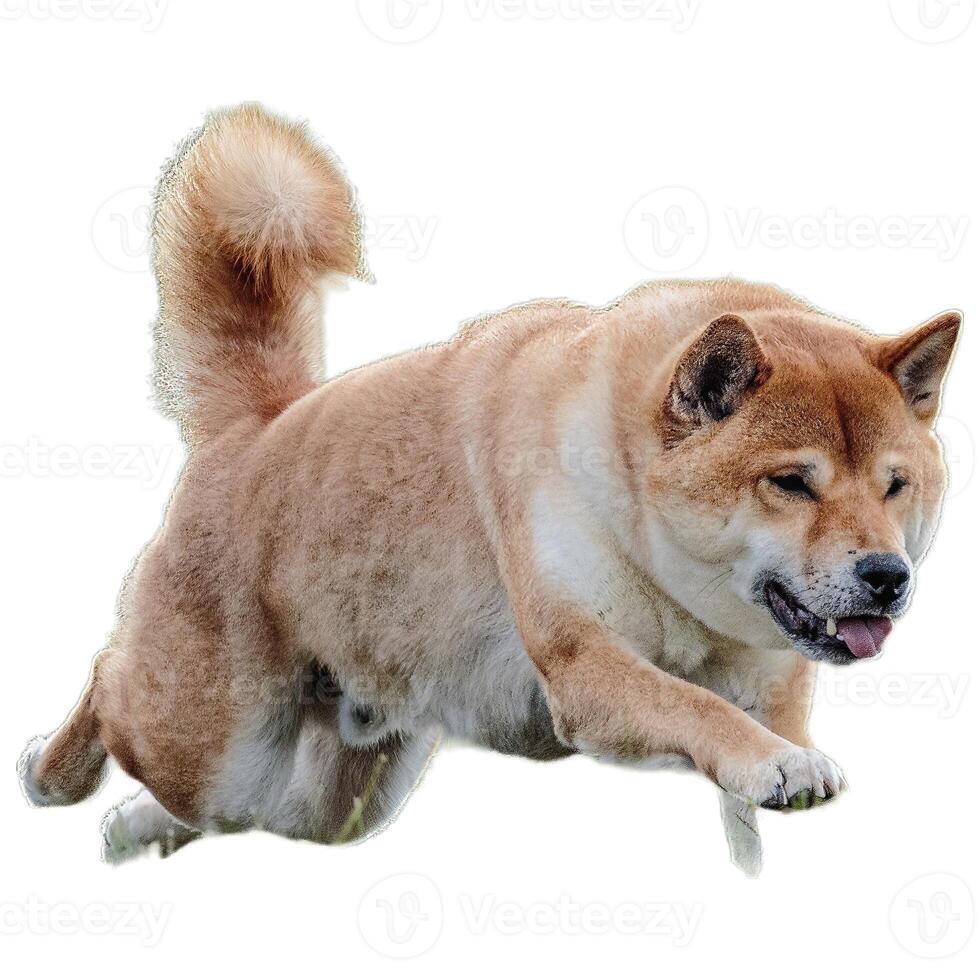 Dog running straight on camera isolated on white background at full speed on competition photo