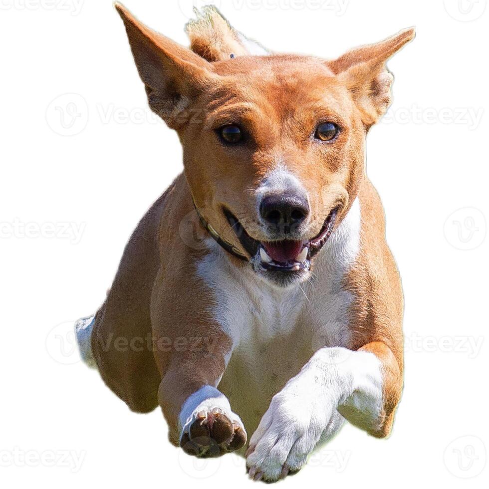 Dog running straight on camera isolated on white background at full speed on competition photo