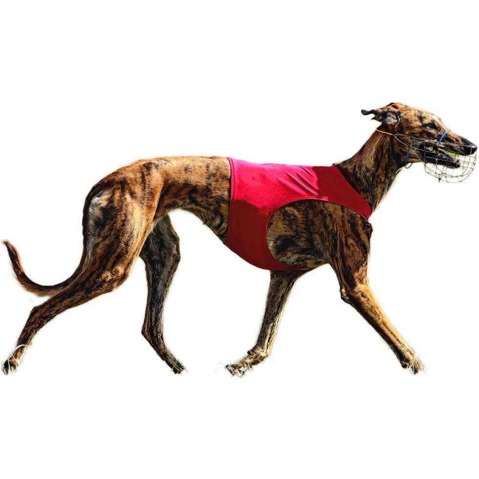 Dog running straight on camera isolated on white background at full speed on competition photo