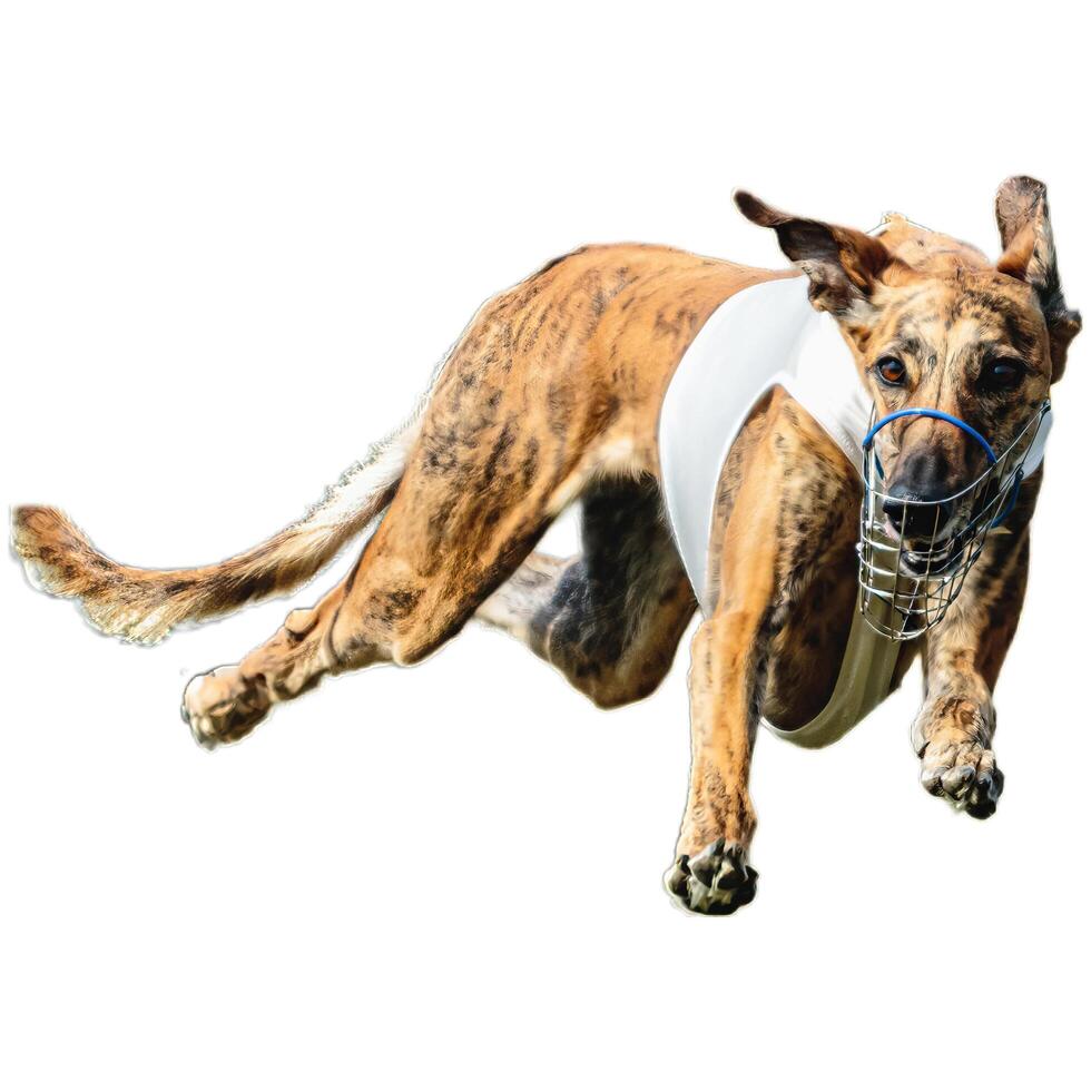 Dog running straight on camera isolated on white background at full speed on competition photo