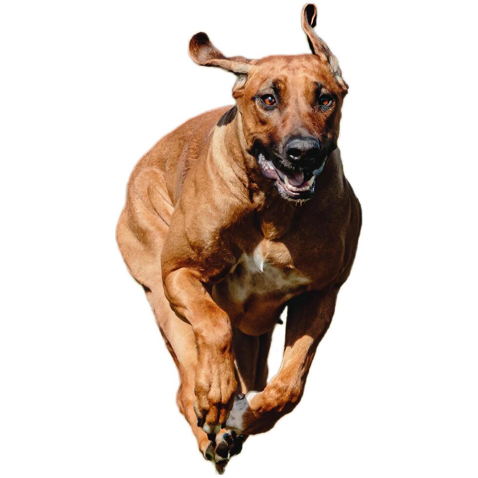 Dog running straight on camera isolated on white background at full speed on competition photo