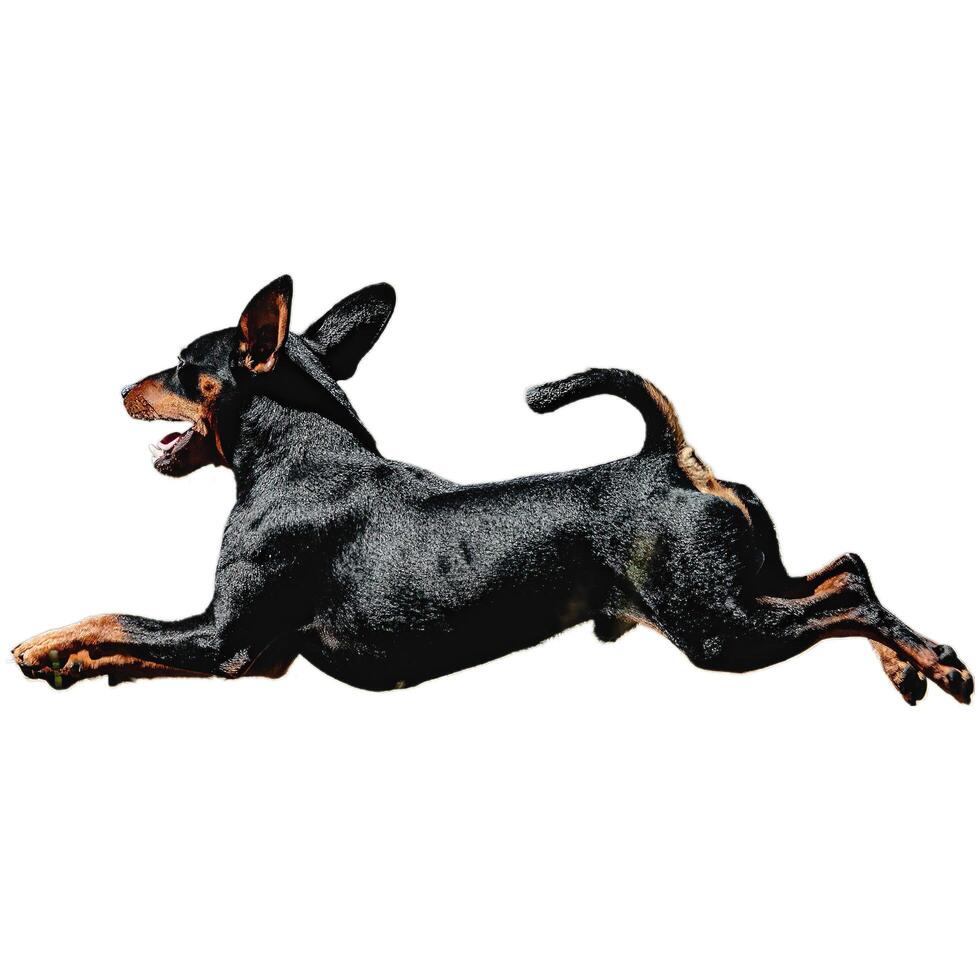 Dog running straight on camera isolated on white background at full speed on competition photo