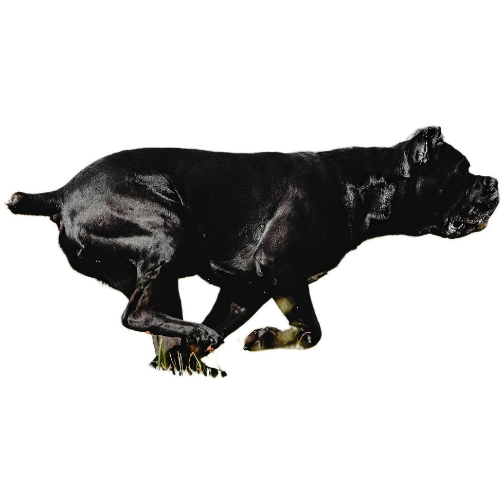 Dog running straight on camera isolated on white background at full speed on competition photo