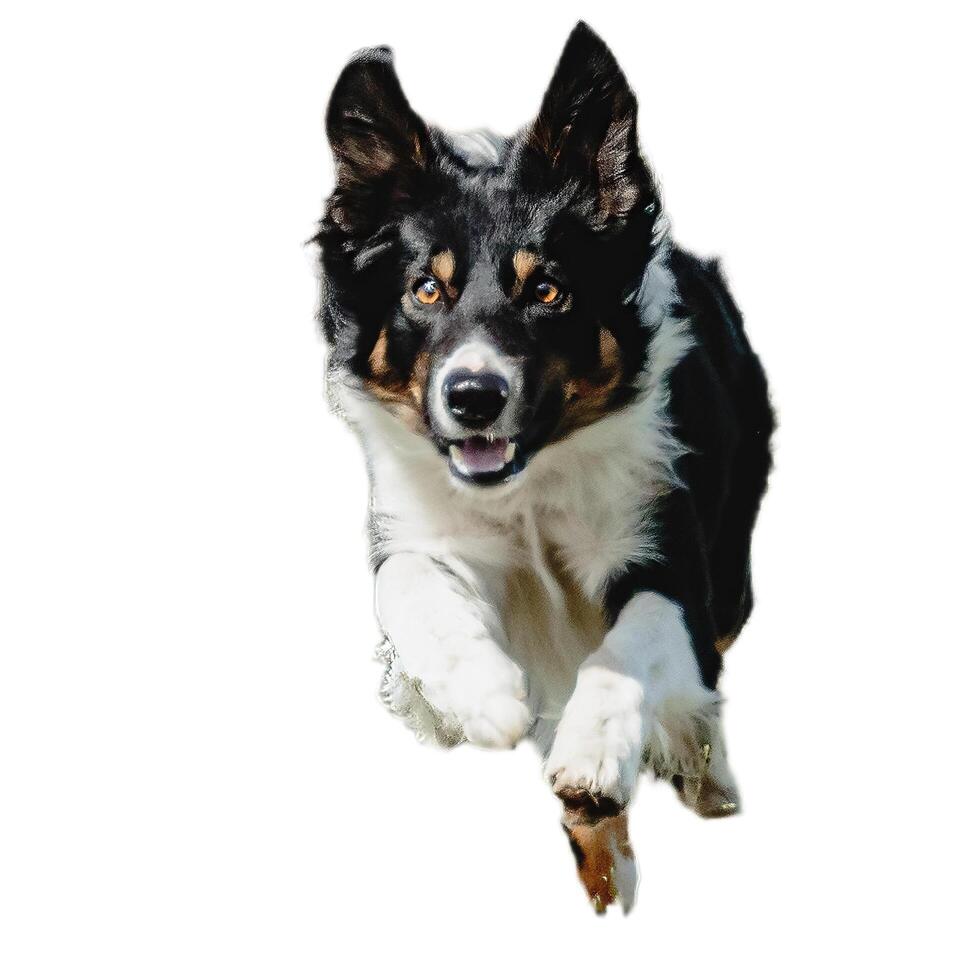 Dog running straight on camera isolated on white background at full speed on competition photo