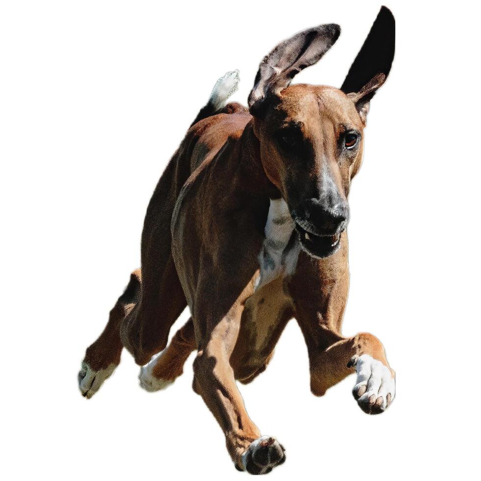 Dog running straight on camera isolated on white background at full speed on competition photo