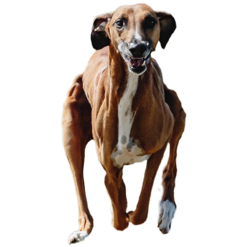 Dog running straight on camera isolated on white background at full speed on competition photo