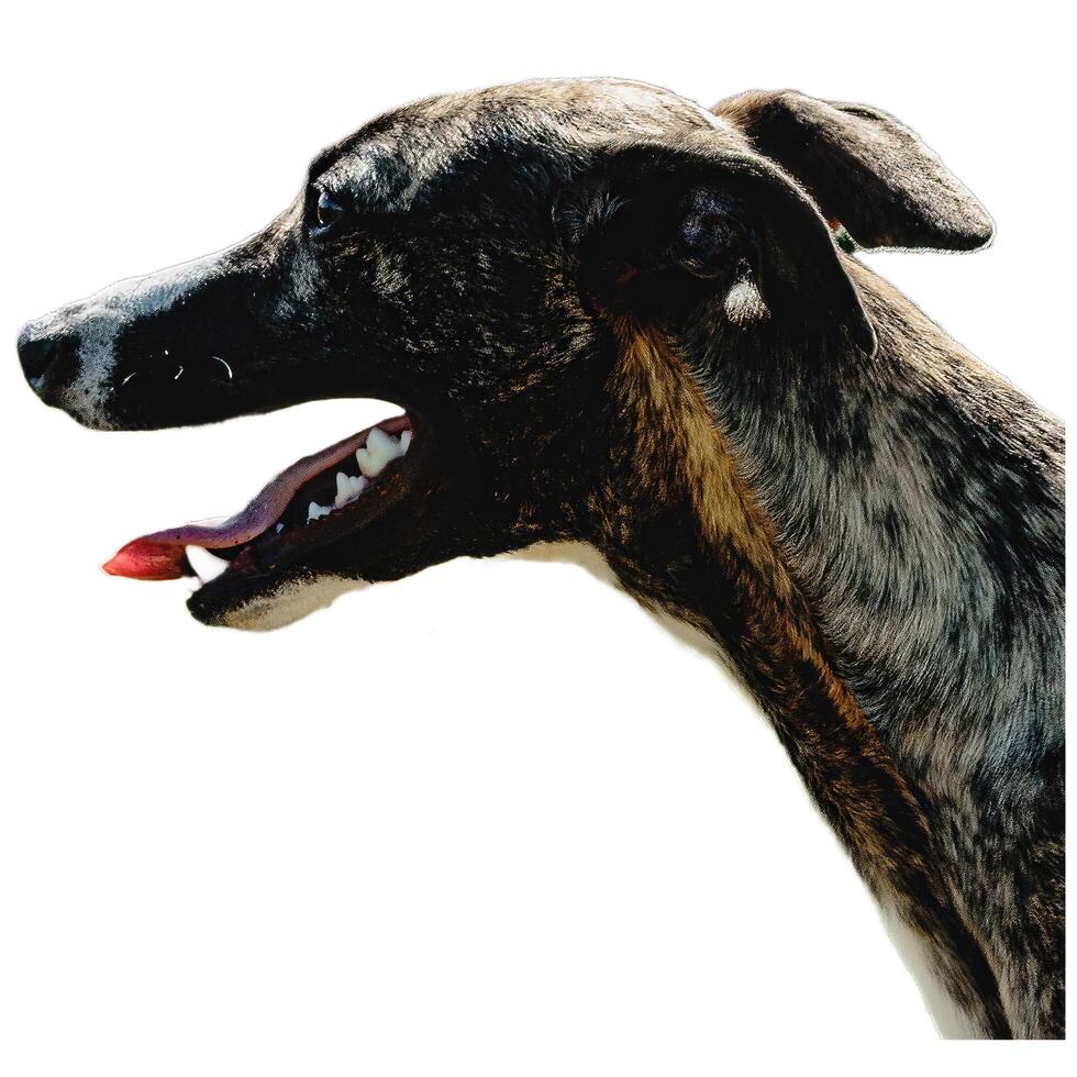 Dog running straight on camera isolated on white background at full speed on competition photo
