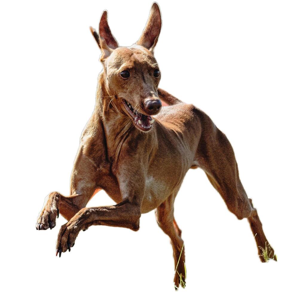 Dog running straight on camera isolated on white background at full speed on competition photo