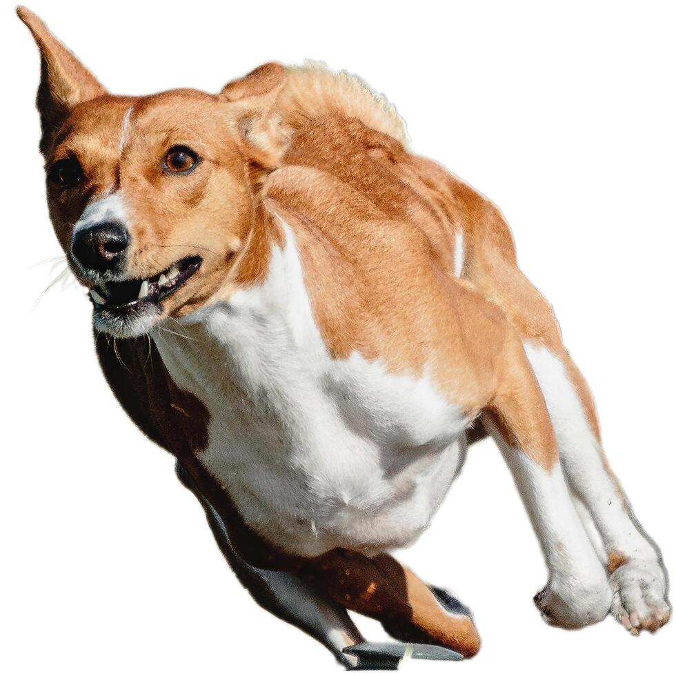 Dog running straight on camera isolated on white background at full speed on competition photo
