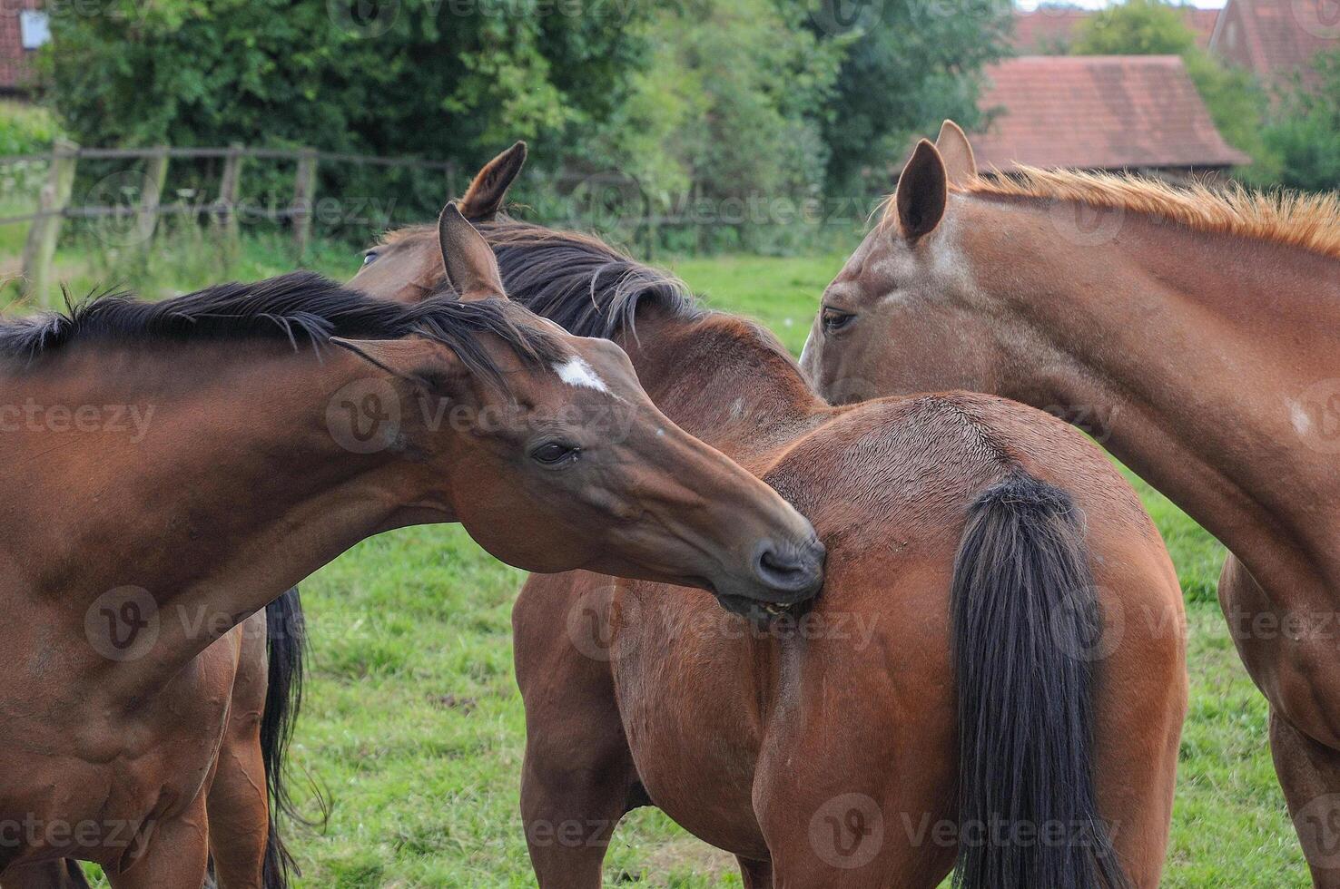 A group of horses standing in a field photo