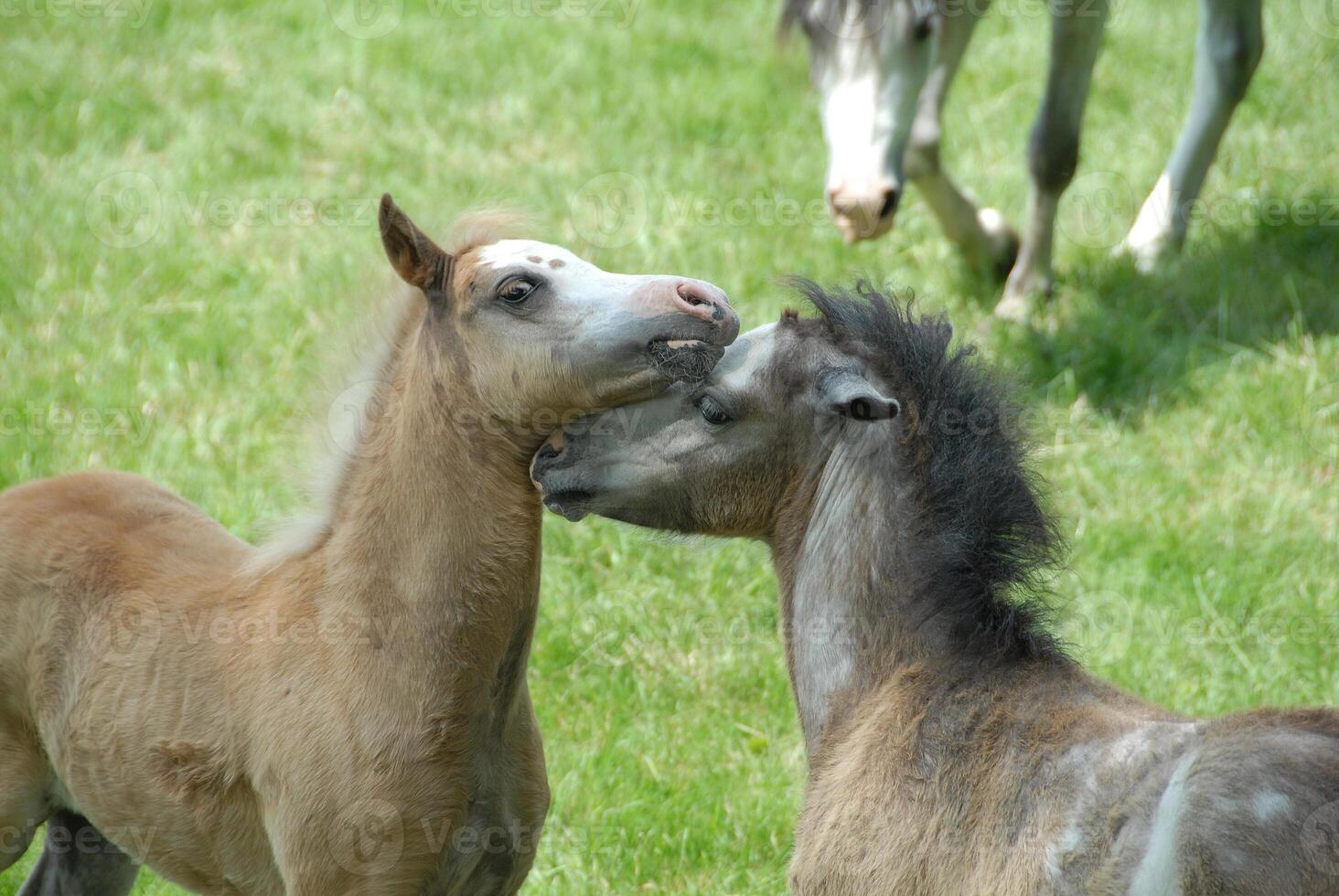 A baby horse is kissing another baby horse photo
