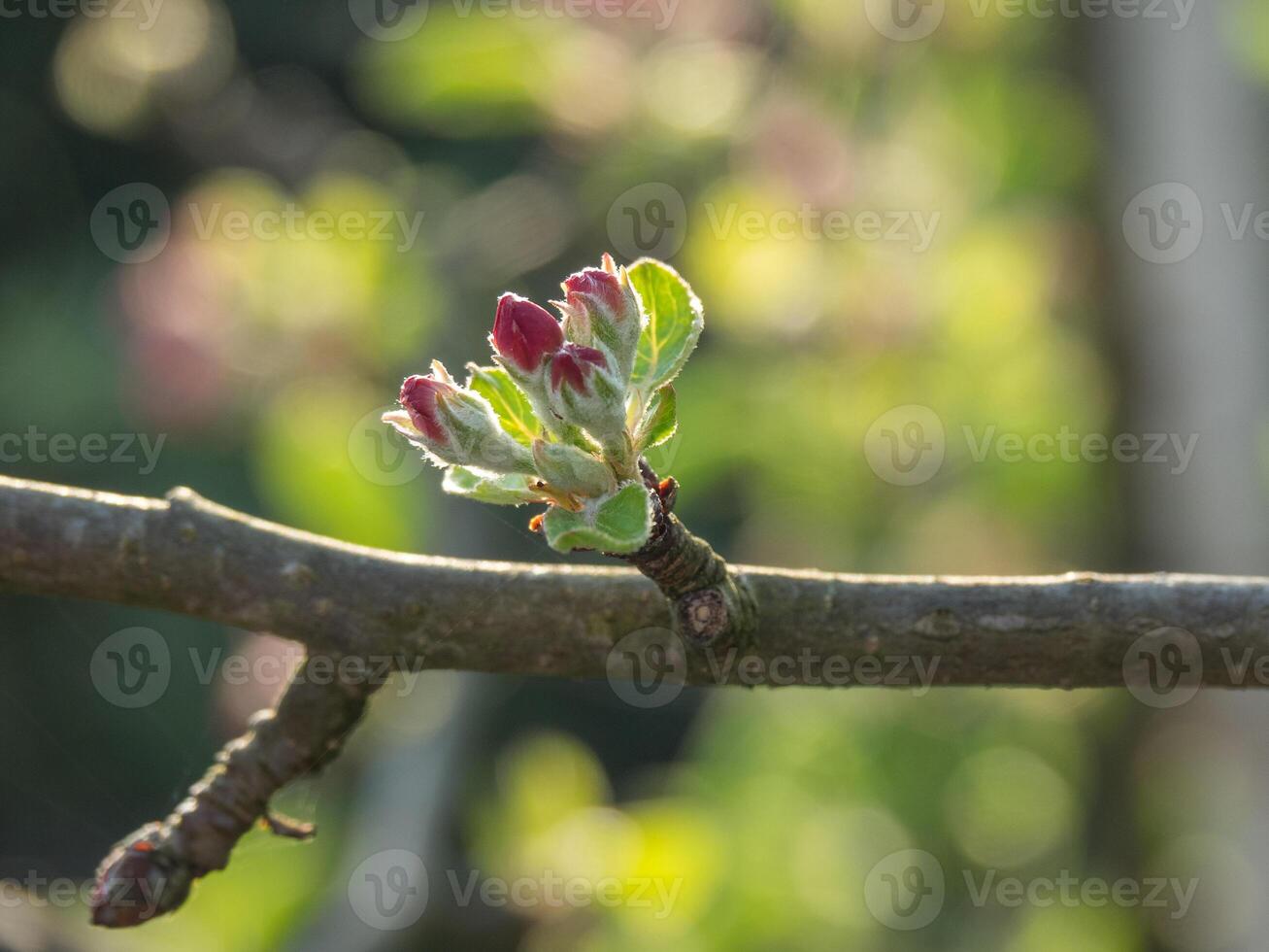 A small branch with a small flower bud photo