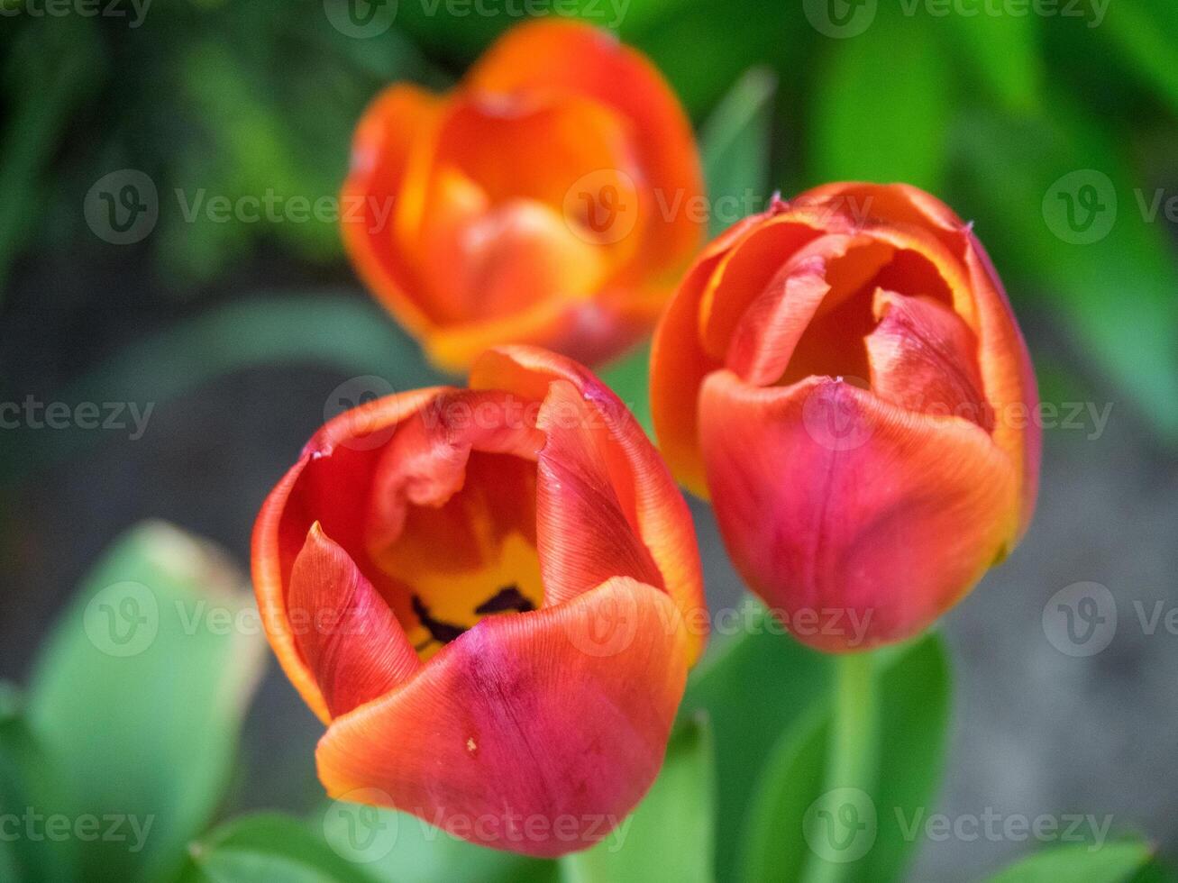 Three orange and red tulips in a garden photo