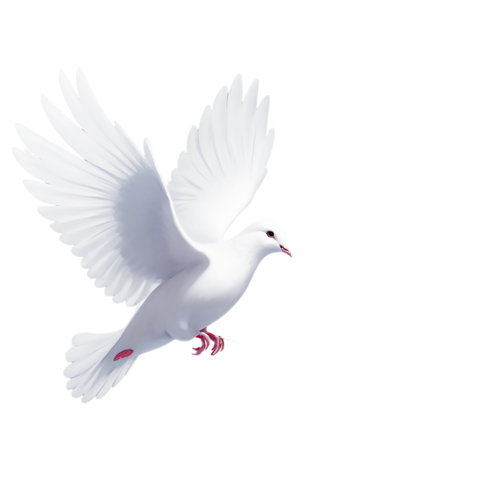 white dove flying on transparent background png