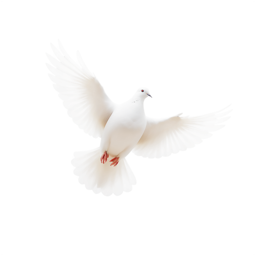white dove flying on transparent background png