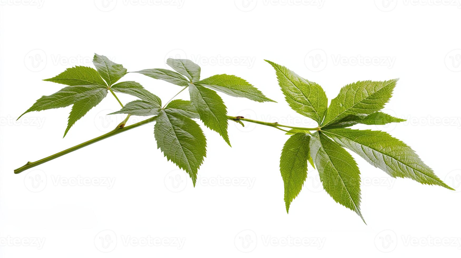 Branch with Green Leaves photo