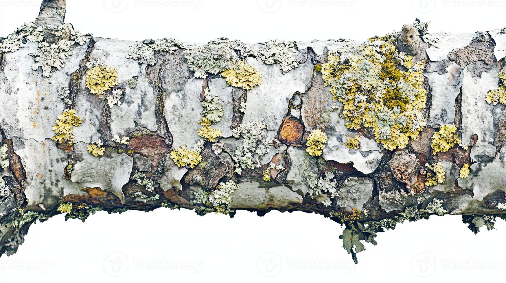 Birch tree branch with lichen texture photo