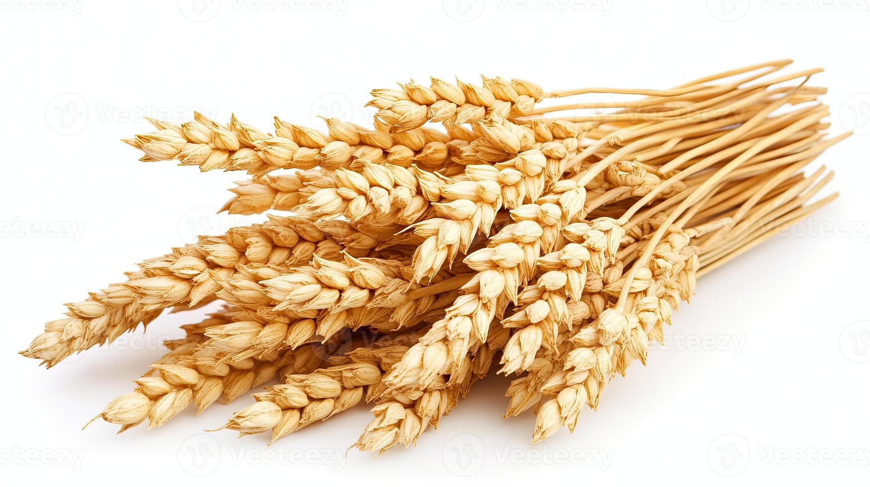 Wheat Ears, Isolated on White Background. Concept of Agriculture, Food, and Grain. photo