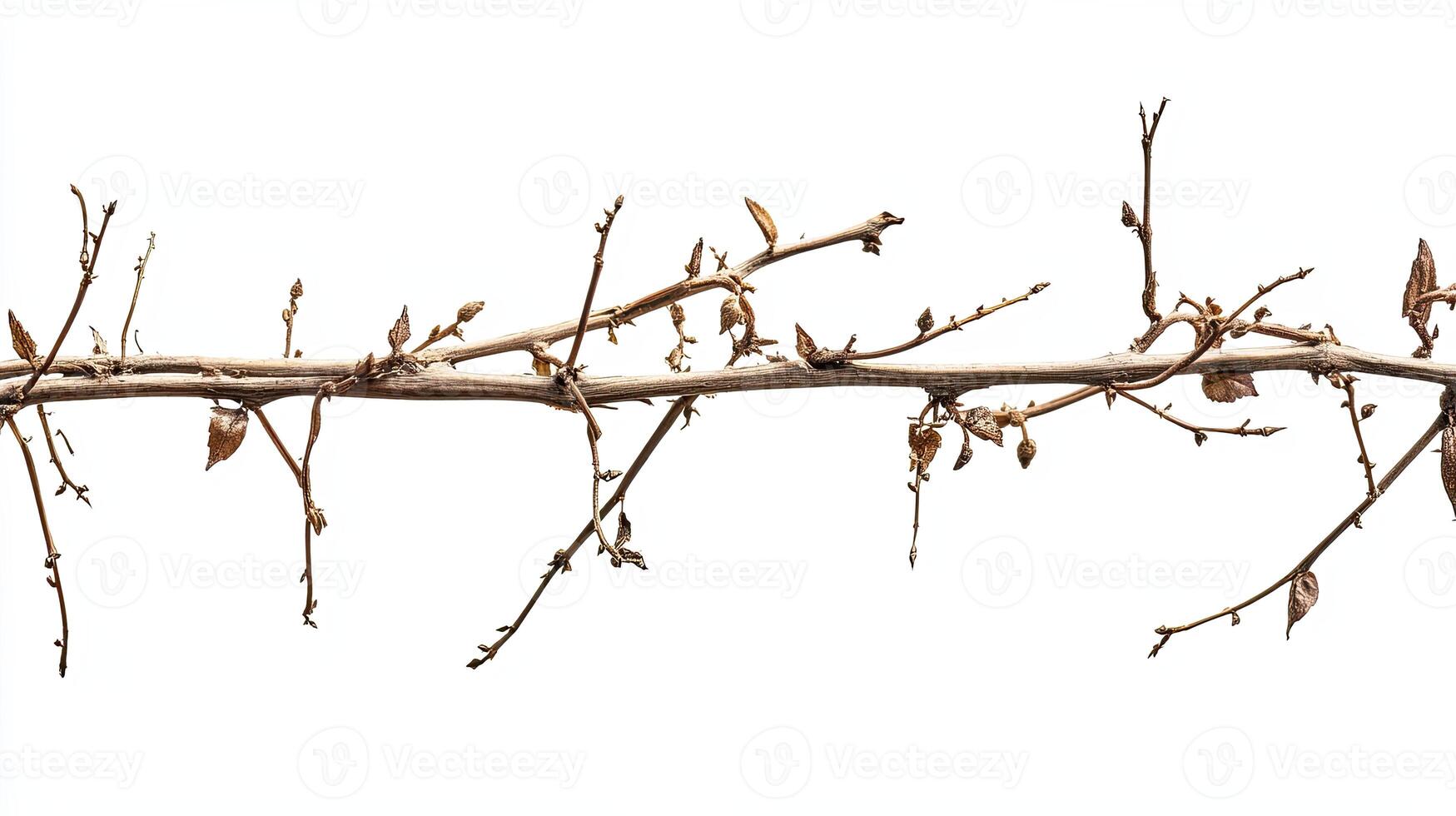 Dry vine branch isolated on white background photo