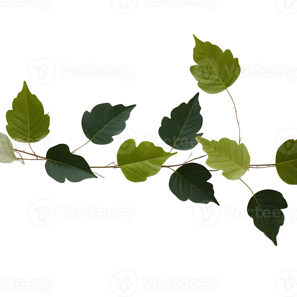 branch with green leaves on it png