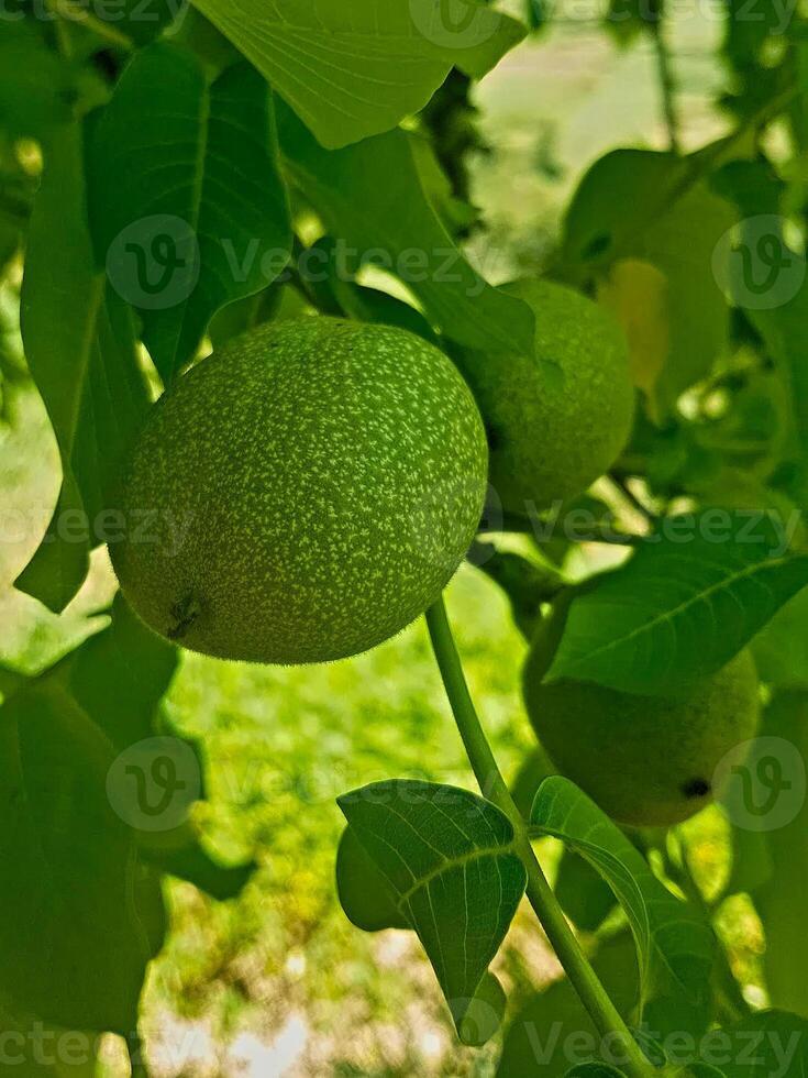 Focused walnut seed are nestled on its branch in stunning detail against a softly blurred background photo