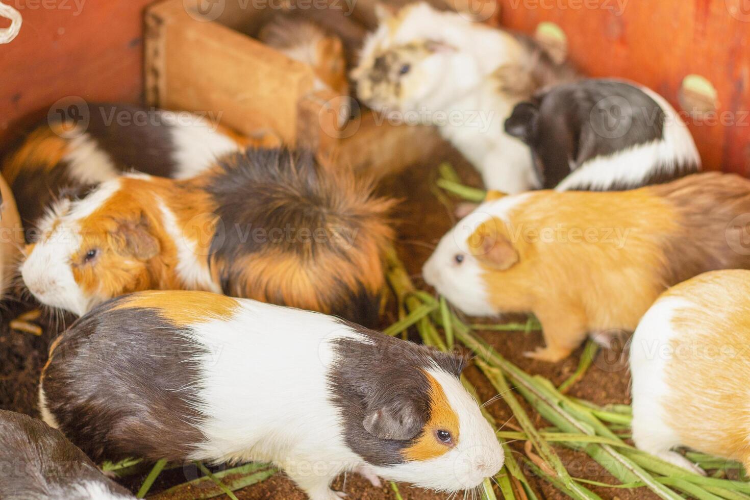 Guinea pigs eating after eating grass.Caviidae.Hamster on the ground,Hamster photo