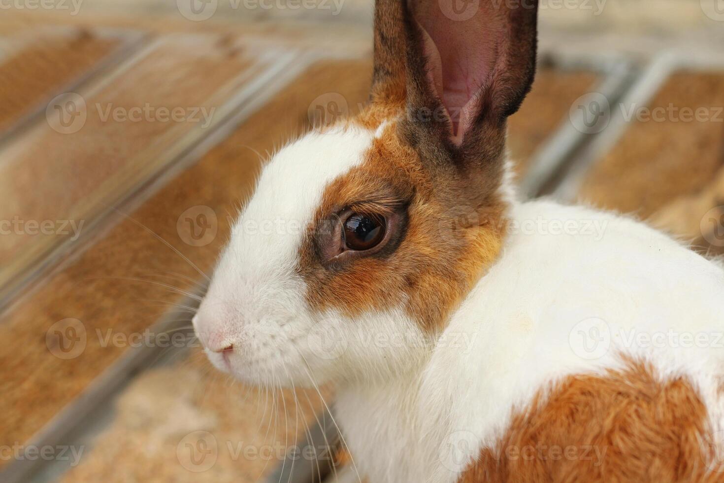 White rabbit face with brown circle pattern. The rabbit is sitting outdoors. photo