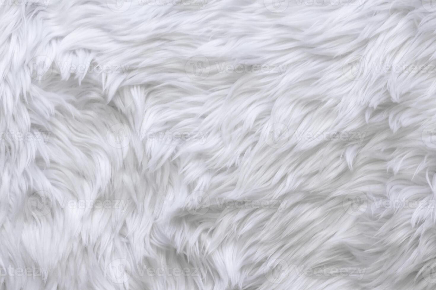 white wool texture background, close up of a long wool carpet, light natural close-up texture of white fluffy fur. photo