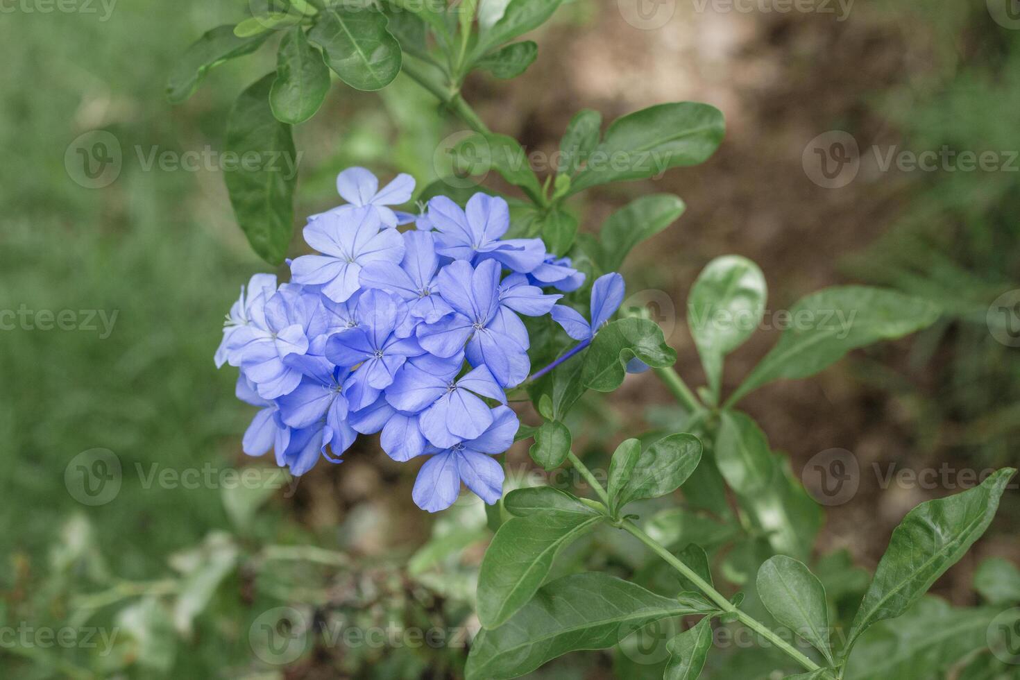Plumbago auriculata macro. Beautiful flowers are blooming photo