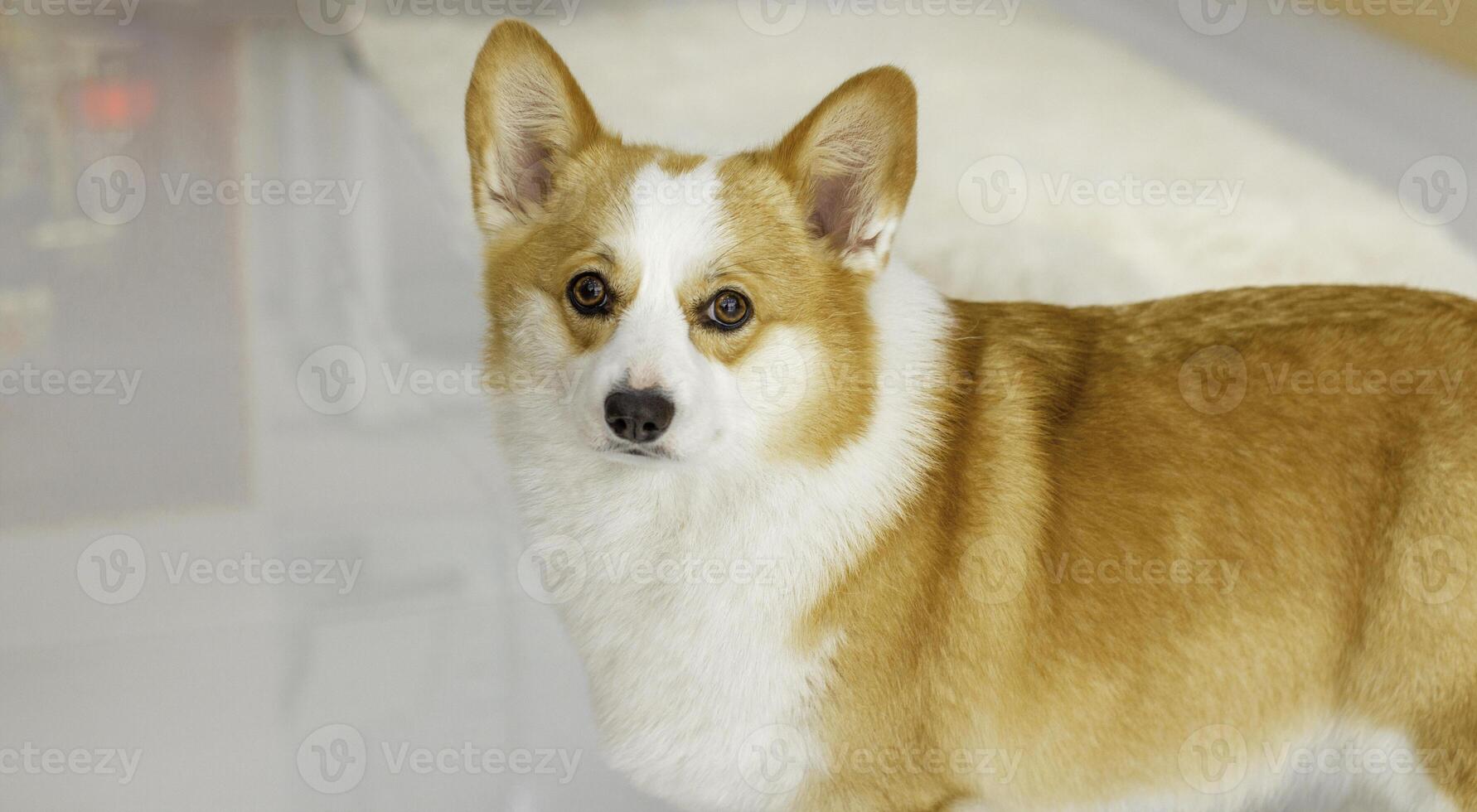 Pembroke Welsh Corgi looks at the camera , Welsh Corgi on the studio in the white background, isolated. photo